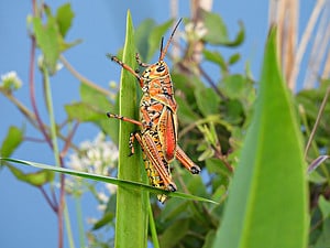 Black and Yellow Grasshopper: What Is It Called and Where Does It Live? Picture