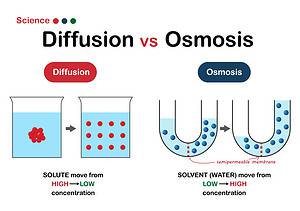 Osmosis vs. Diffusion: What Is the Difference? Picture