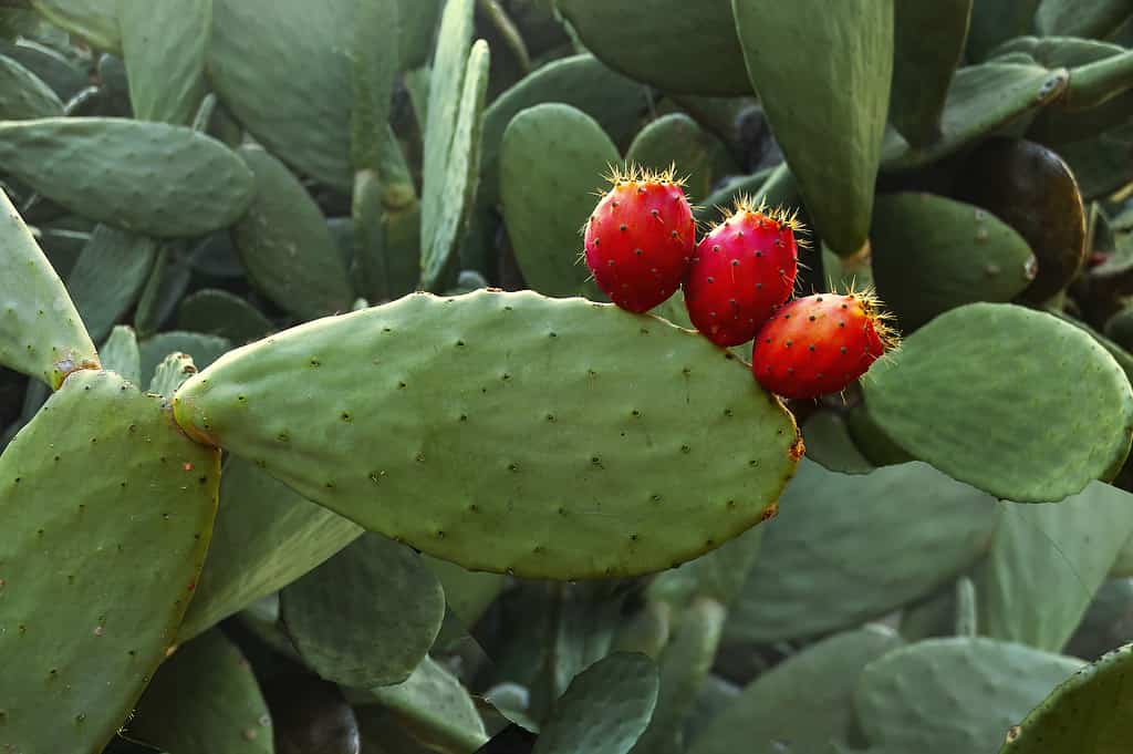 prickly pear cactus showing three fruit 