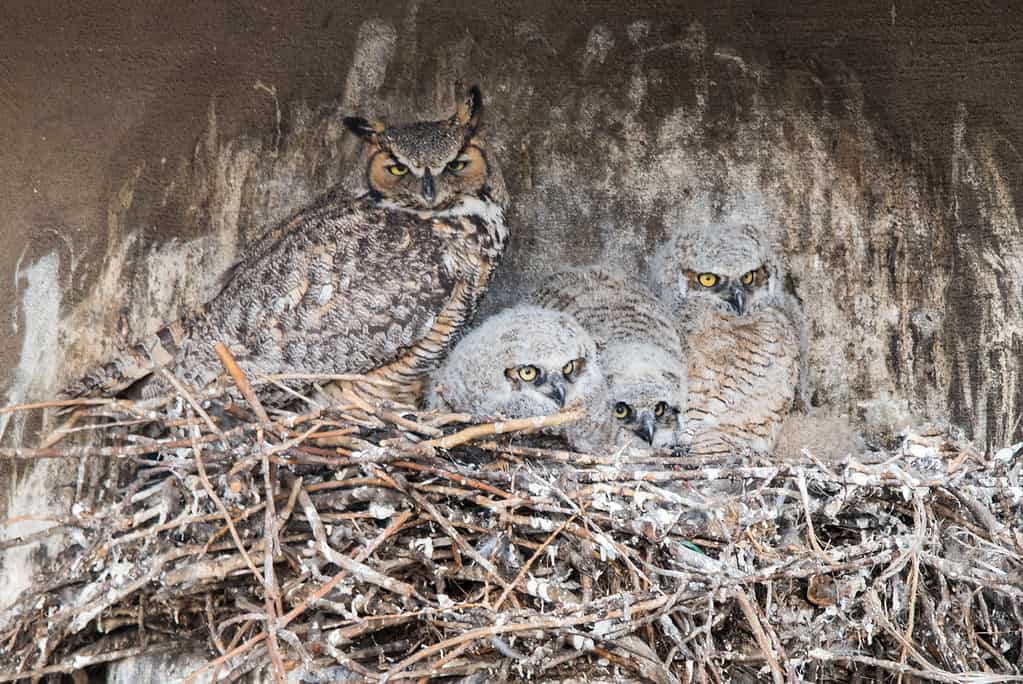 A trio of Juvenile Great Horned Owls With their Mother