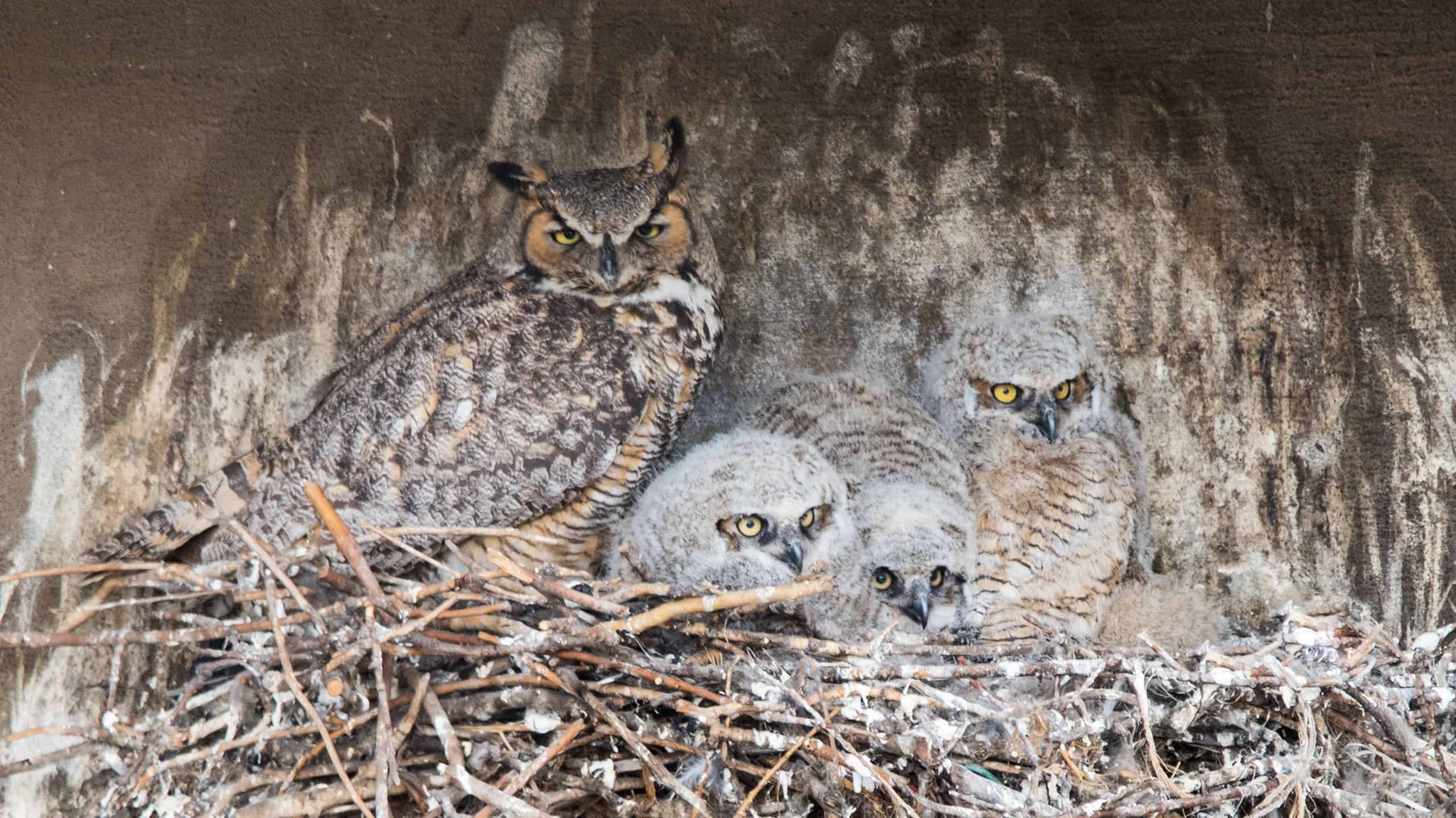 A trio of Juvenile Great Horned Owls With their Mother