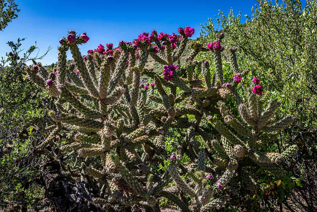 Cylindropuntia acanthocarpa, buckhorn cholla