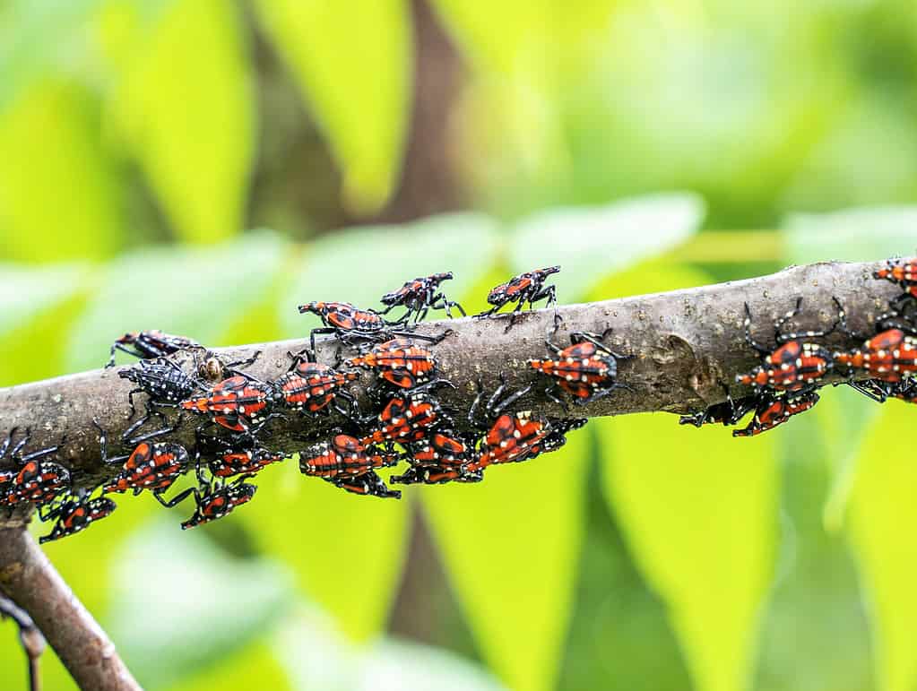 Spotted Lanternfly, Insect, Nymph, Garden, Animal Egg