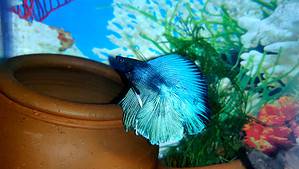 The 620 Best and Most Fitting Betta Fish Names photo