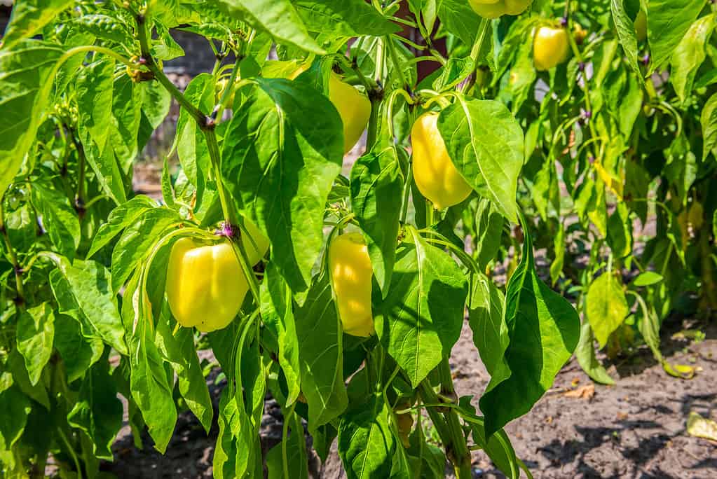 Sweet yellow bell peppers