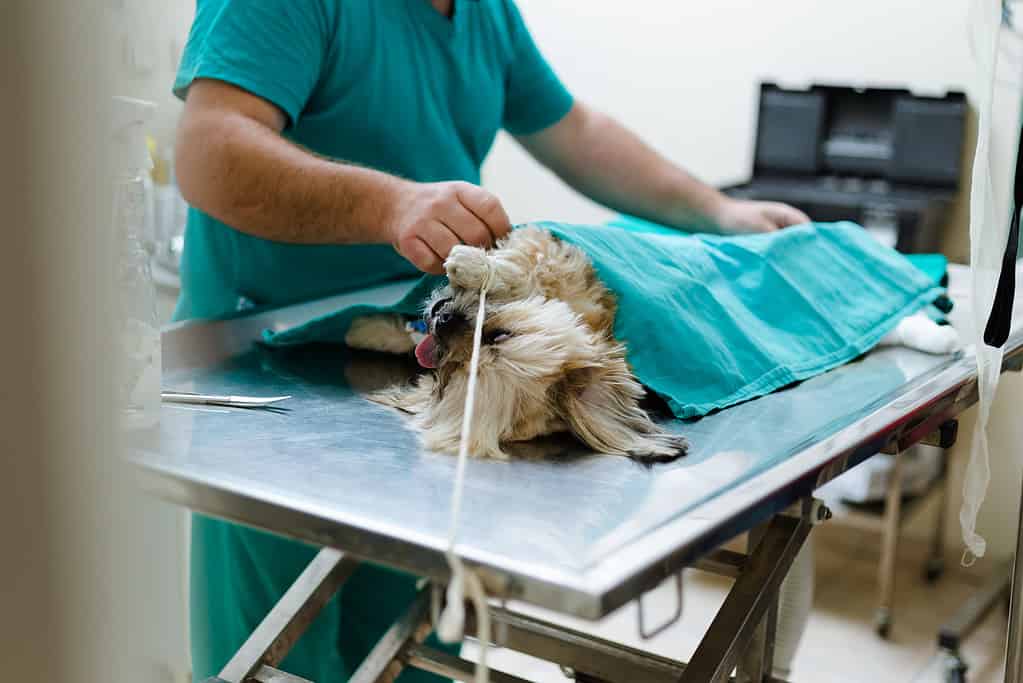 Dog having surgery