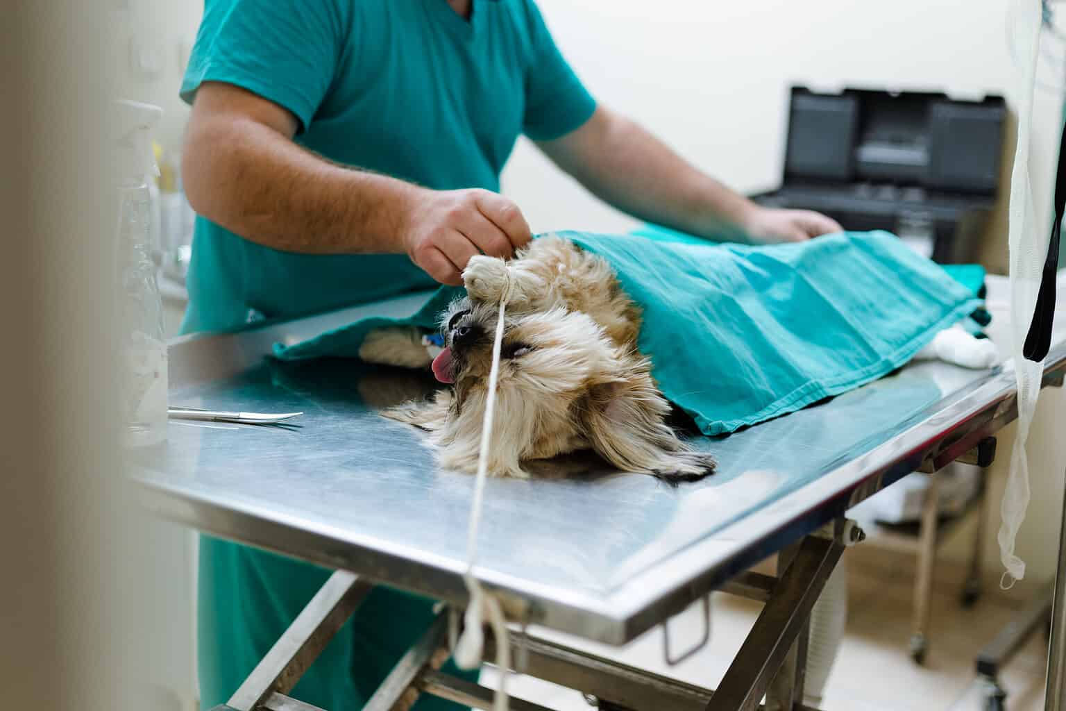 4 Types of Carcinoma in Dogs - A-Z Animals
