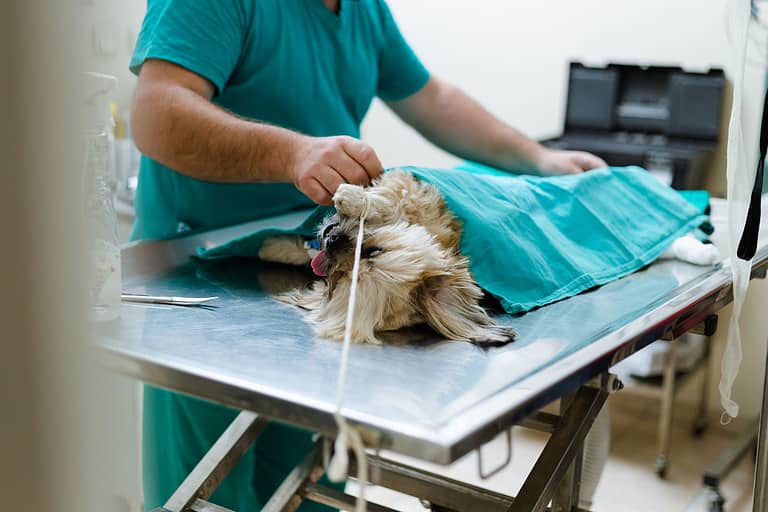 4 Types of Carcinoma in Dogs AZ Animals