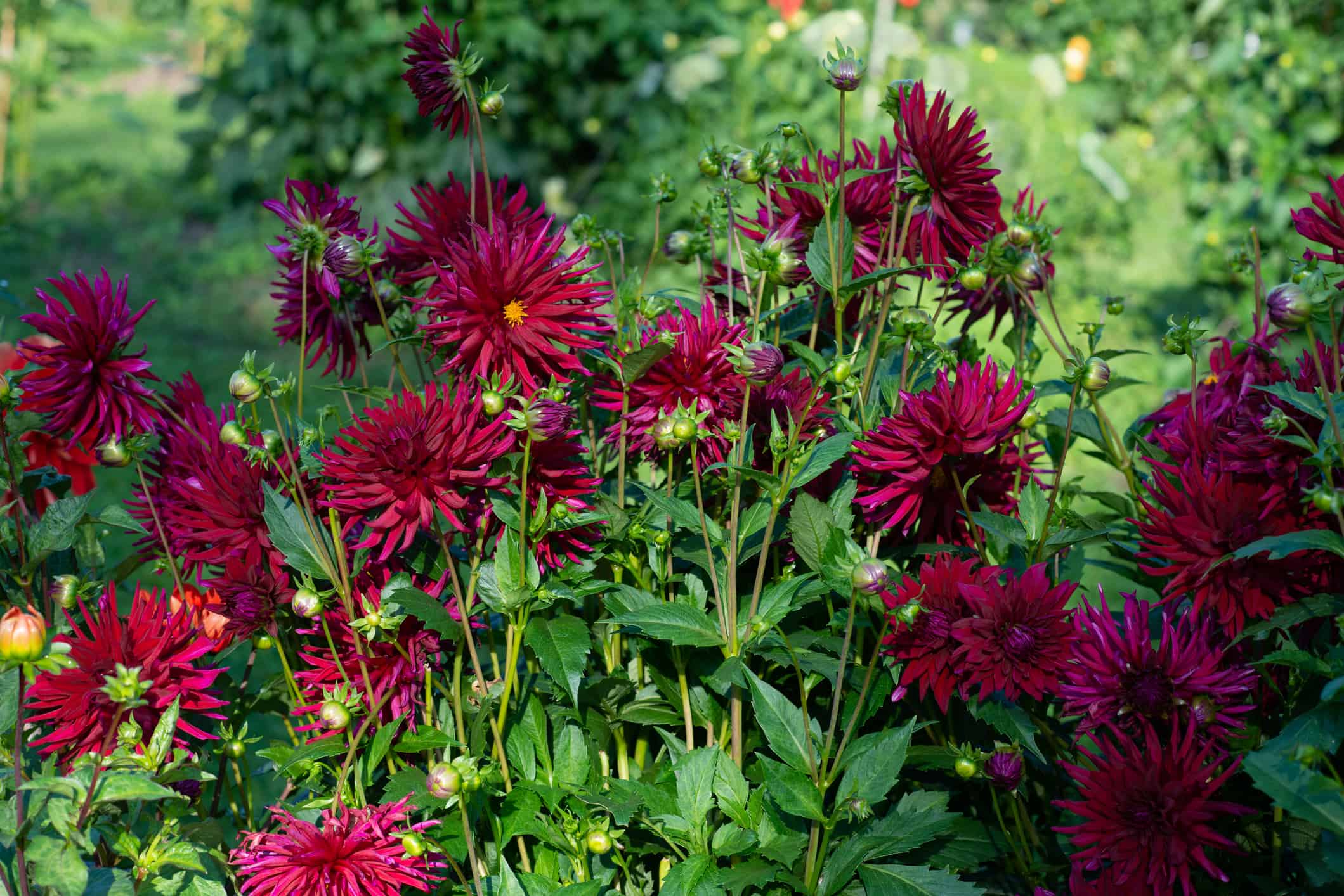 Red Dhalia variety 'Chat Noir'