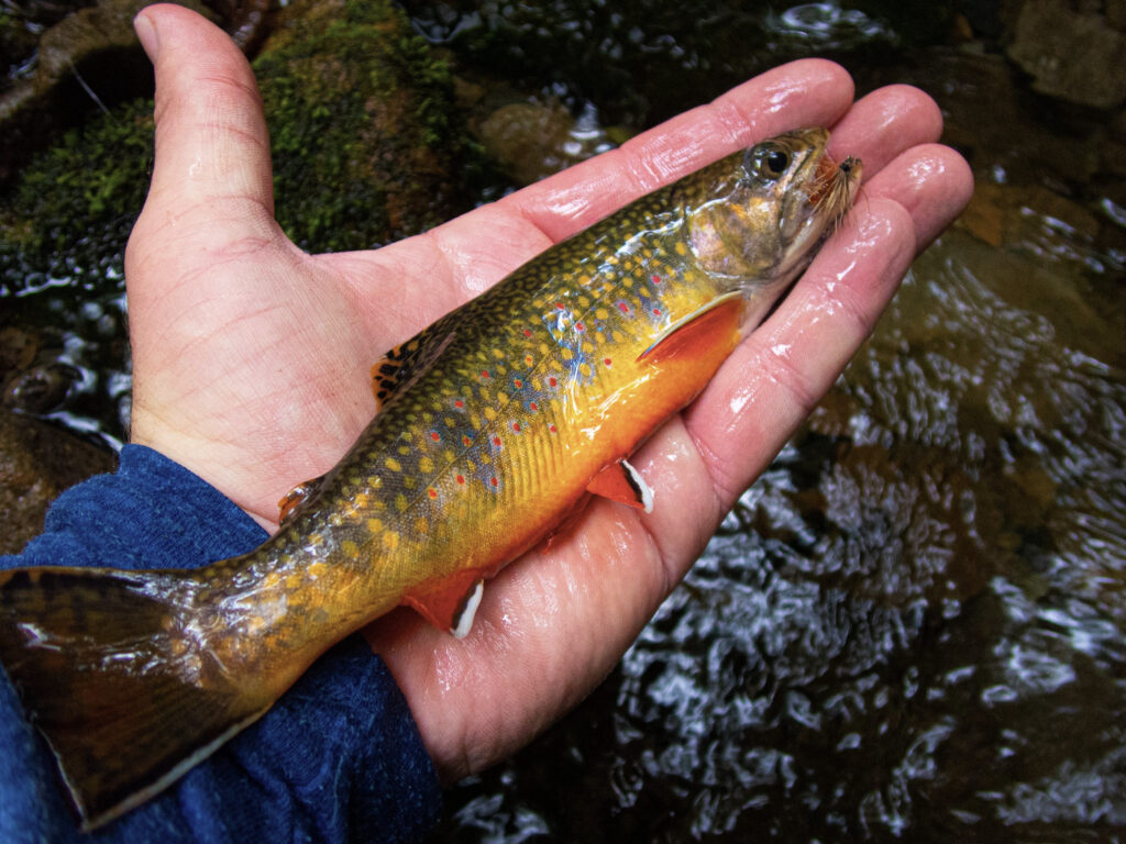 A beautiful southern Appalachian brook trout