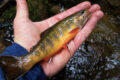 A beautiful southern Appalachian brook trout