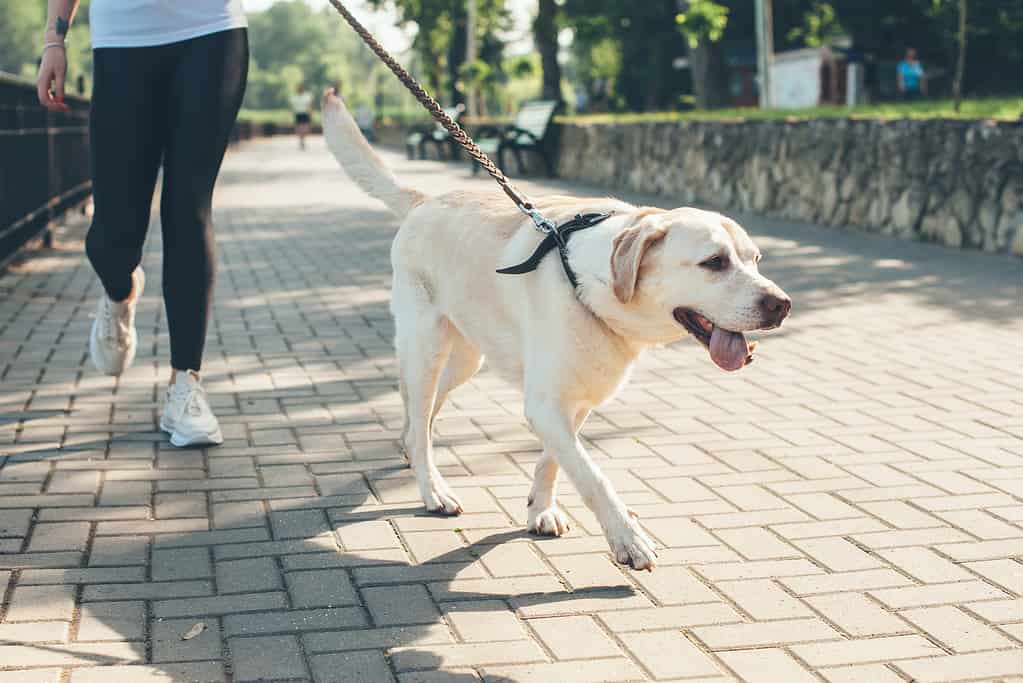 Labrador retriever on a walk with owner.