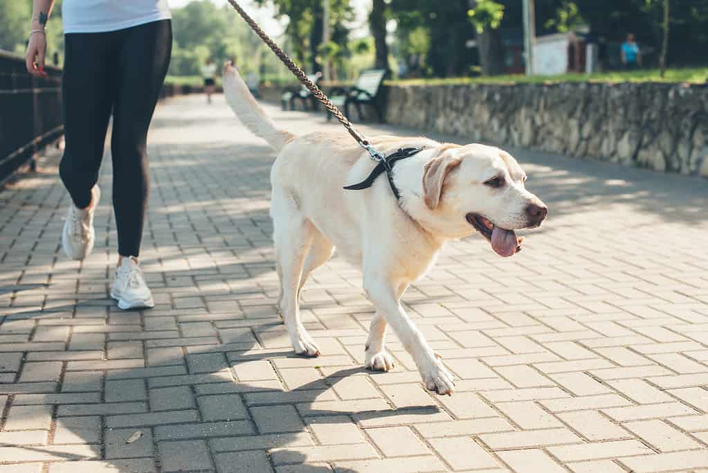 A Labrador going on a walk with its owners. 