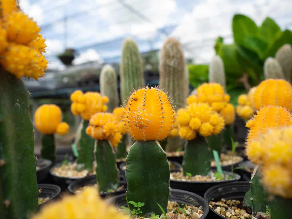 A yellow moon cactus growing on top of a green species on pebble stones in a garden.