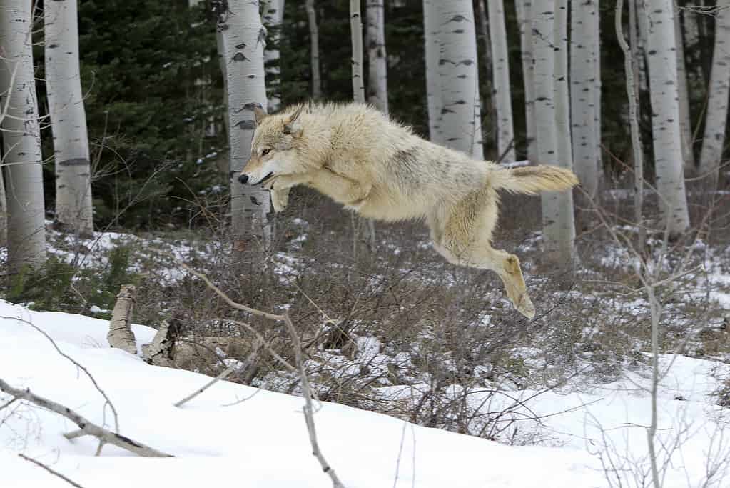 雪のジャンプで冬のオオカミ