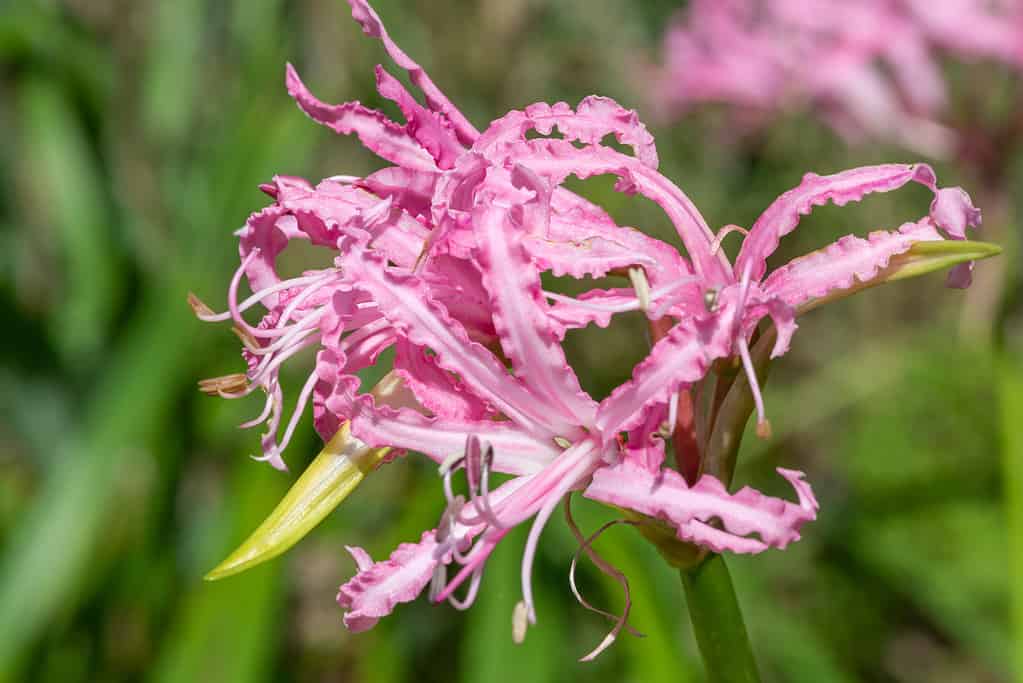 Nerine or Guersney lily in mauve