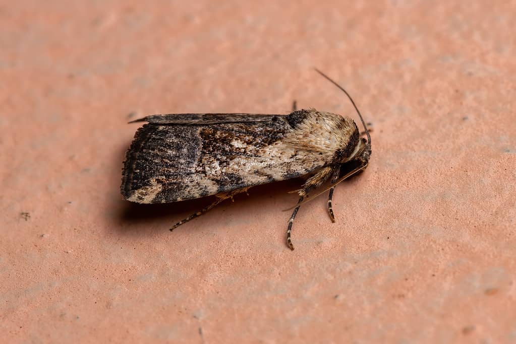 midget moth