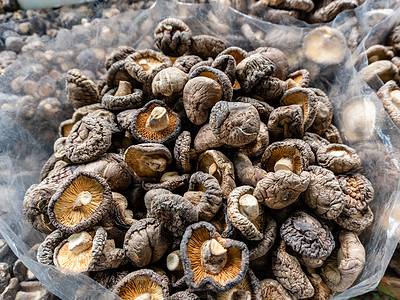 A 7 Mushrooms That Grow In Mulch