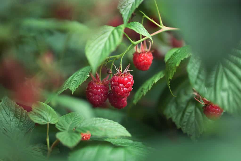 A closeup of red raspberries growing from a green plant.