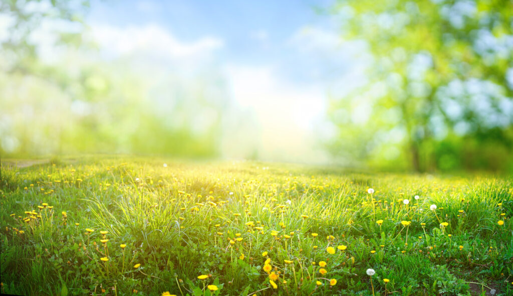 Sunrise on a green pasture field