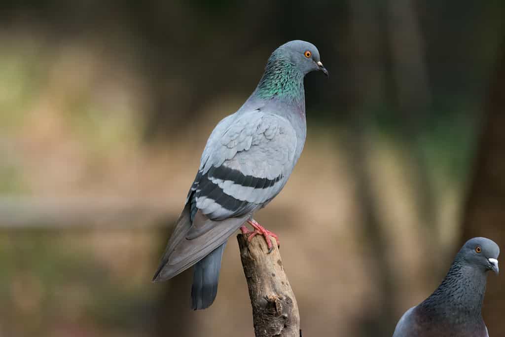 Rock pigeon sitting on a branch