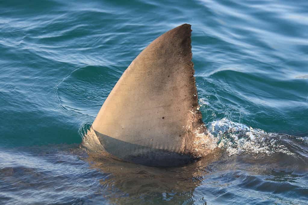 dorsal fin of a great white shark lurking in the water