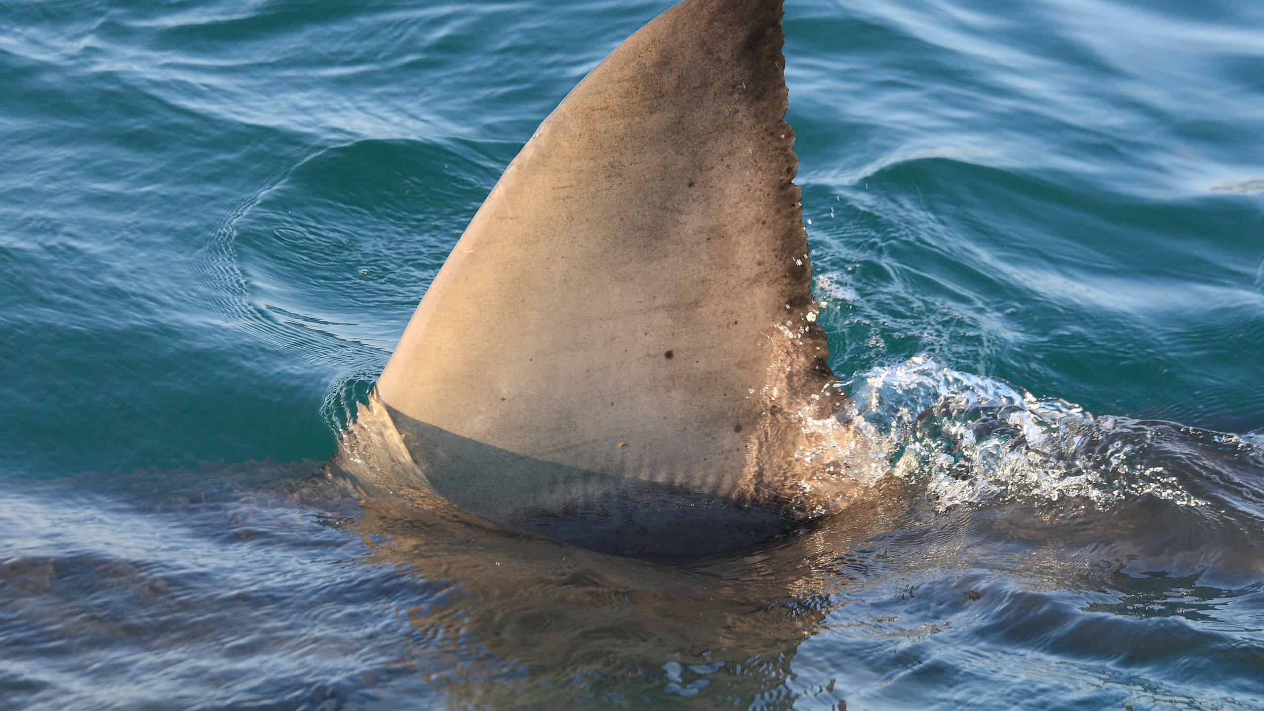 dorsal fin of great white shark, Carcharodon carcharias, off Mossel Bay, South Africa