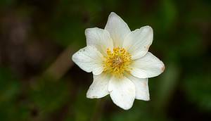 Discover The National Flower of Iceland: Mountain Avens Picture