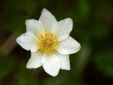 A Discover The National Flower of Iceland: Mountain Avens