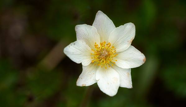 Discover The National Flower of Iceland: Mountain Avens - A-Z Animals