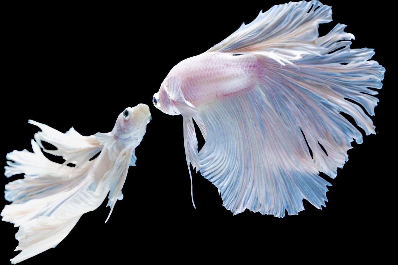 Types of White Fish: 12 Different Aquarium Fish That Are White - A-Z