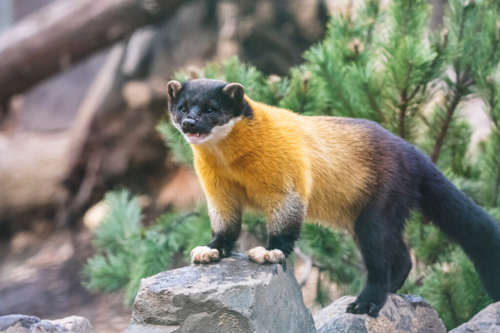 Kharza (Martes flavigula) with beautiful shiny golden-yellow fur 