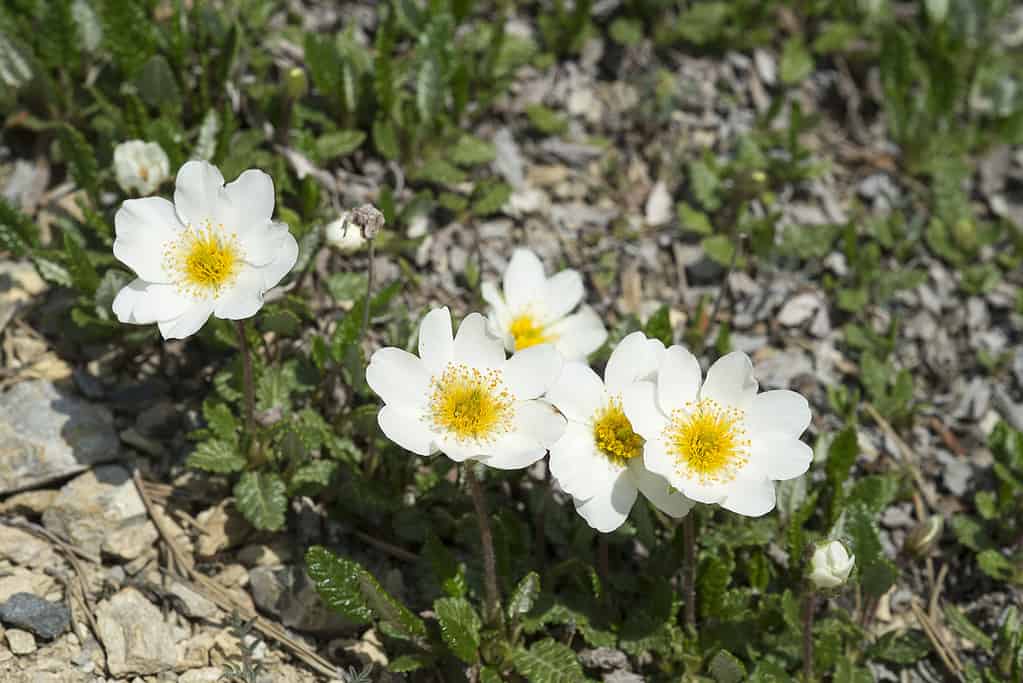 White Mountain Avens