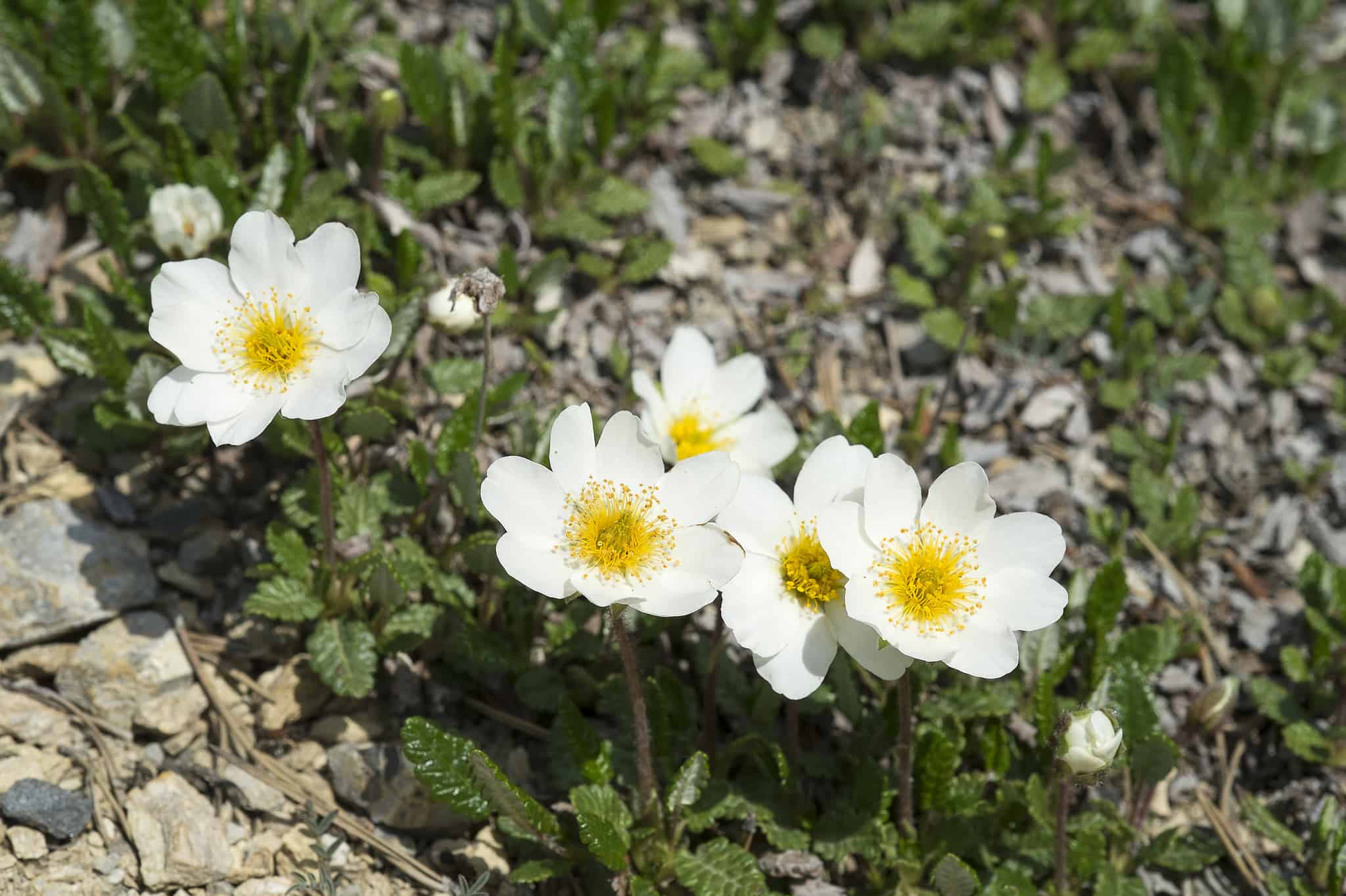 Discover The National Flower of Iceland Mountain Avens AZ Animals