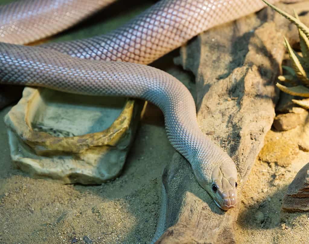 Baja California rat snake