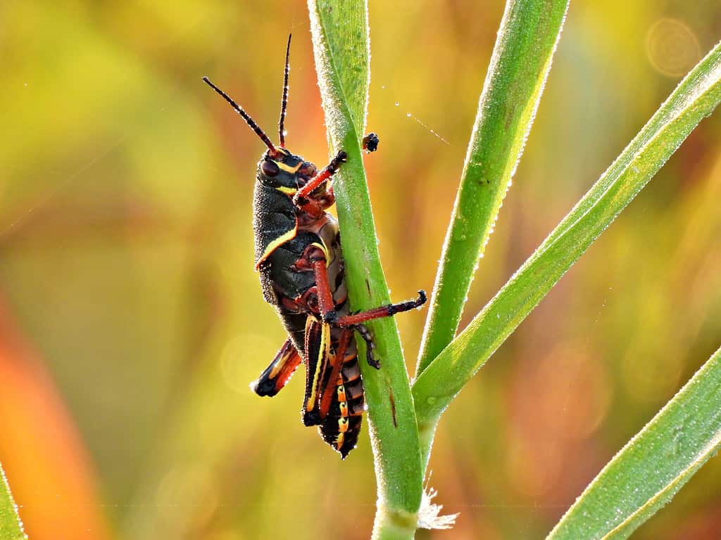 The Eastern Lubber grasshopper is very good at climbing.