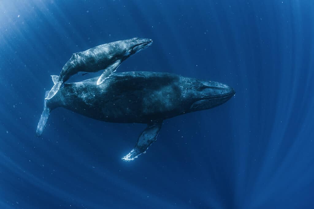 Humpback whale and baby whale swimming together