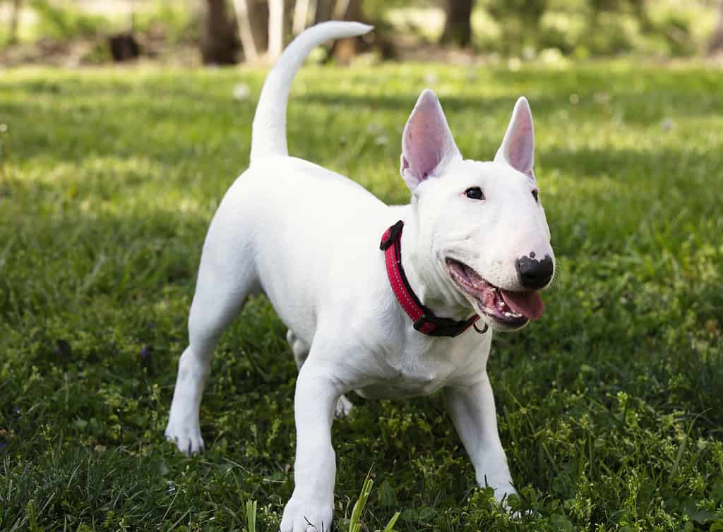 Bull terrier progression