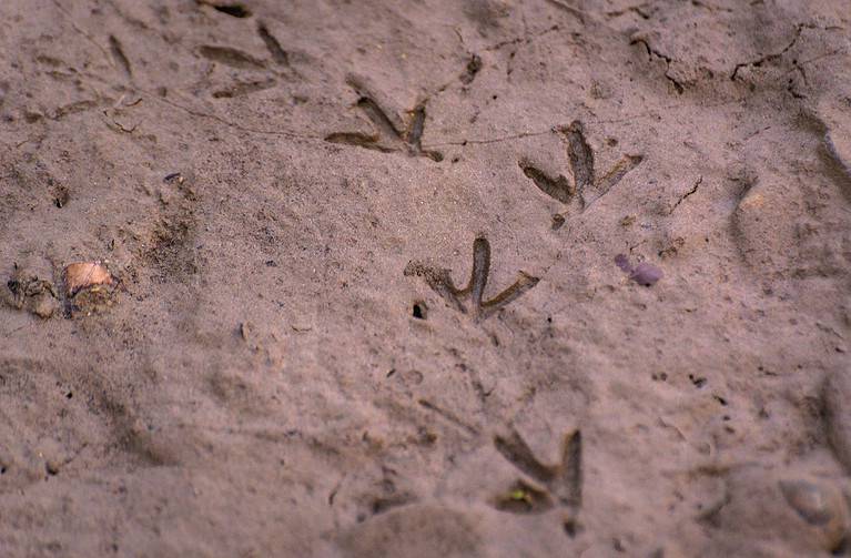 Bird tracks in sand