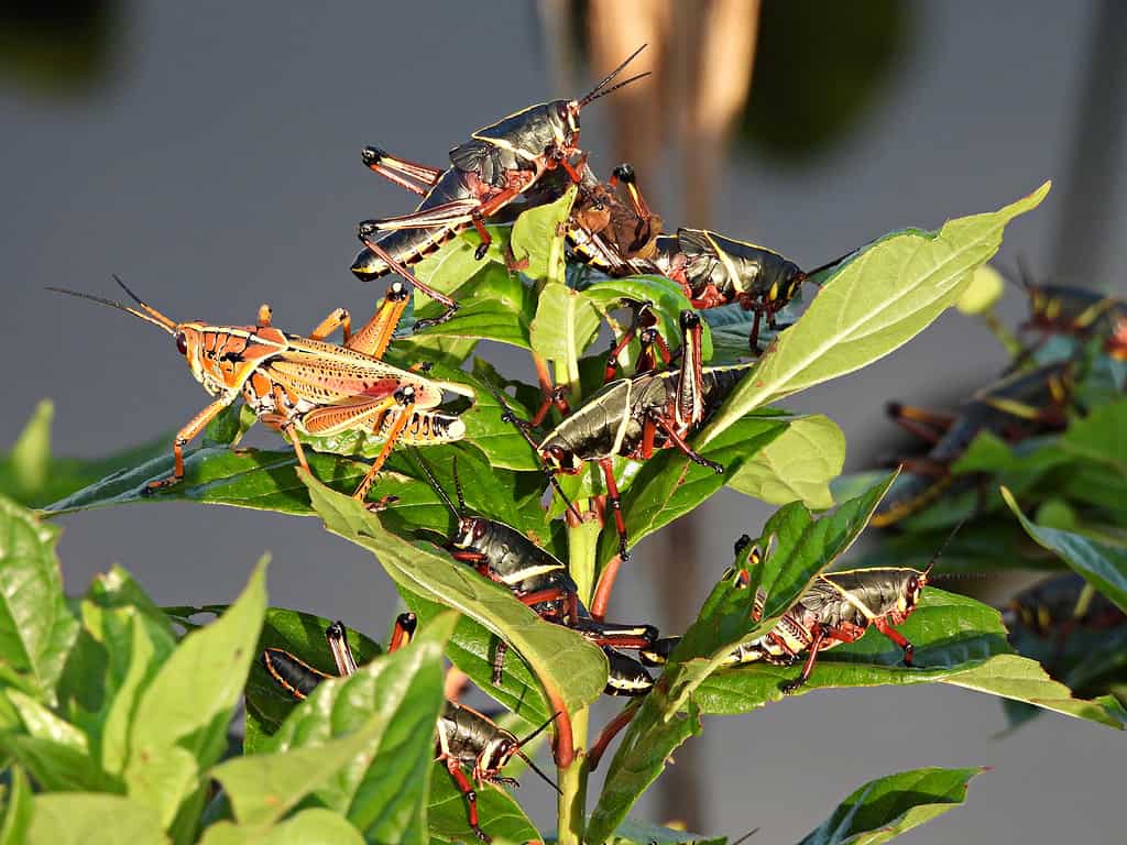 Black and yellow Eastern Lubber grasshoppers eating a plant