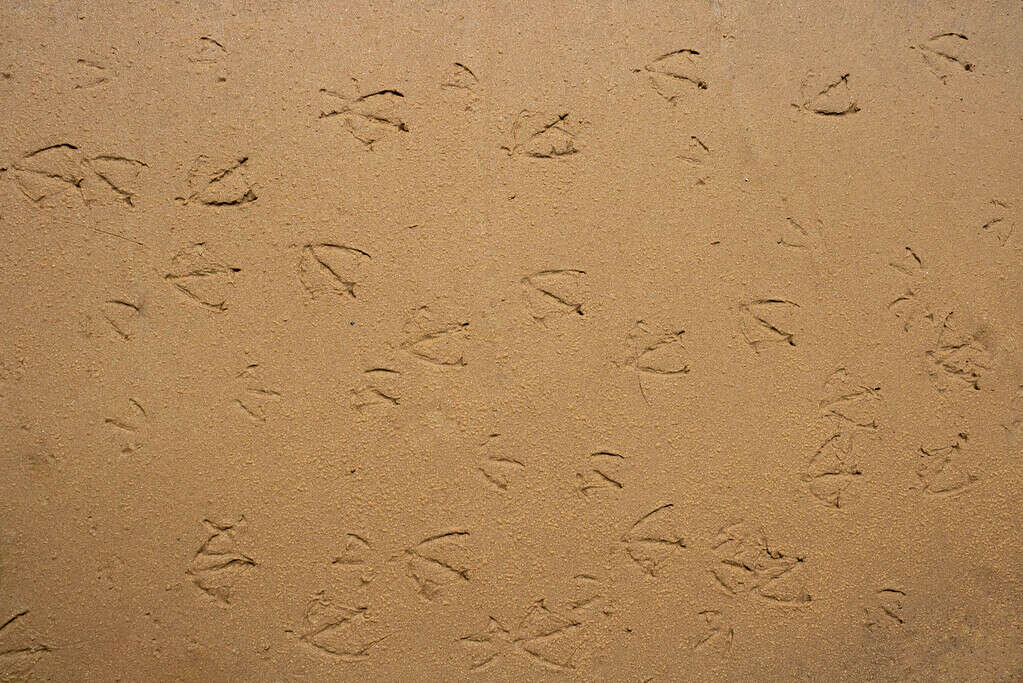 Seagull bird tracks in the sand.