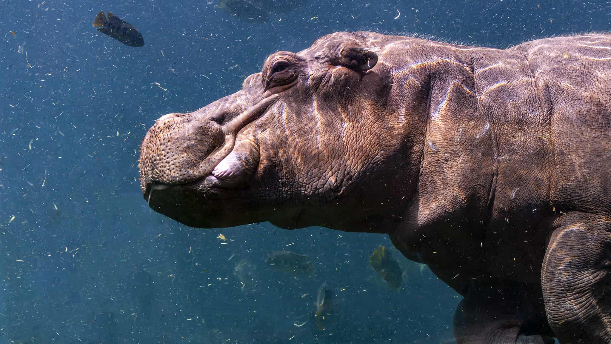 How Long Can Hippos Hold Their Breath Underwater? - A-Z Animals