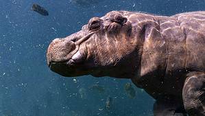 Discover Why Hippos Spray Their Poop Like a Fast Sprinkler photo