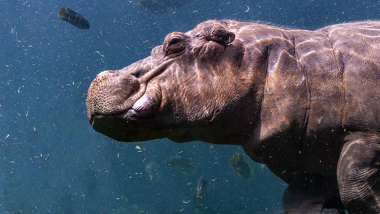 Hippos are built for life in the water.