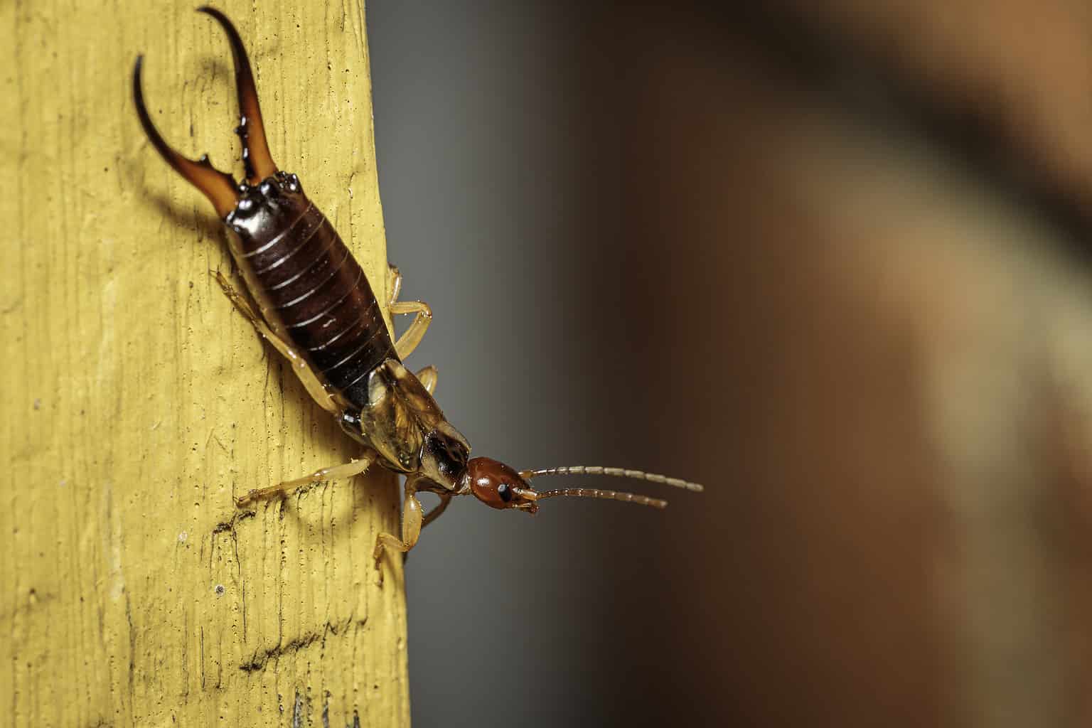How to Get Rid of Earwigs in Your Home AZ Animals