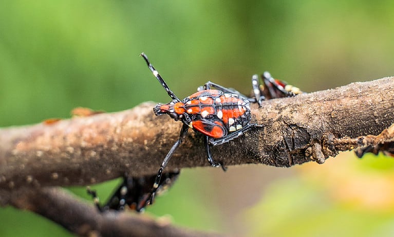 Spotted Lanternfly, Insect, Agriculture, Animal, Animal Wildlife