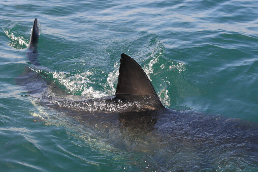 The dorsal and caudal fins of a great white shark breaking the water's surface