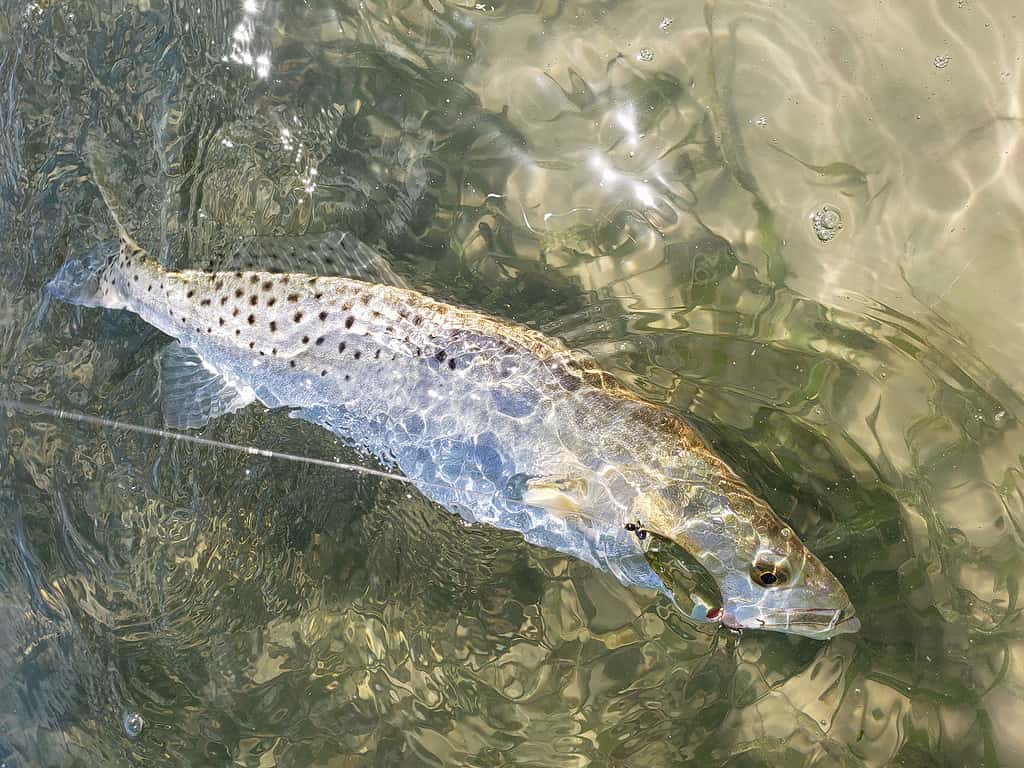 Sea Trout