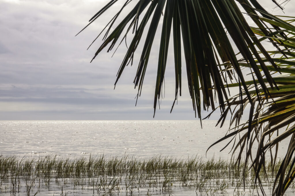View of Apalachee Bay, with fronds of shoreline palms, at St. Marks National Wildlife Refuge, a winter haven for migratory birds, along the Gulf Coast on an overcast afternoon in northern Florida
