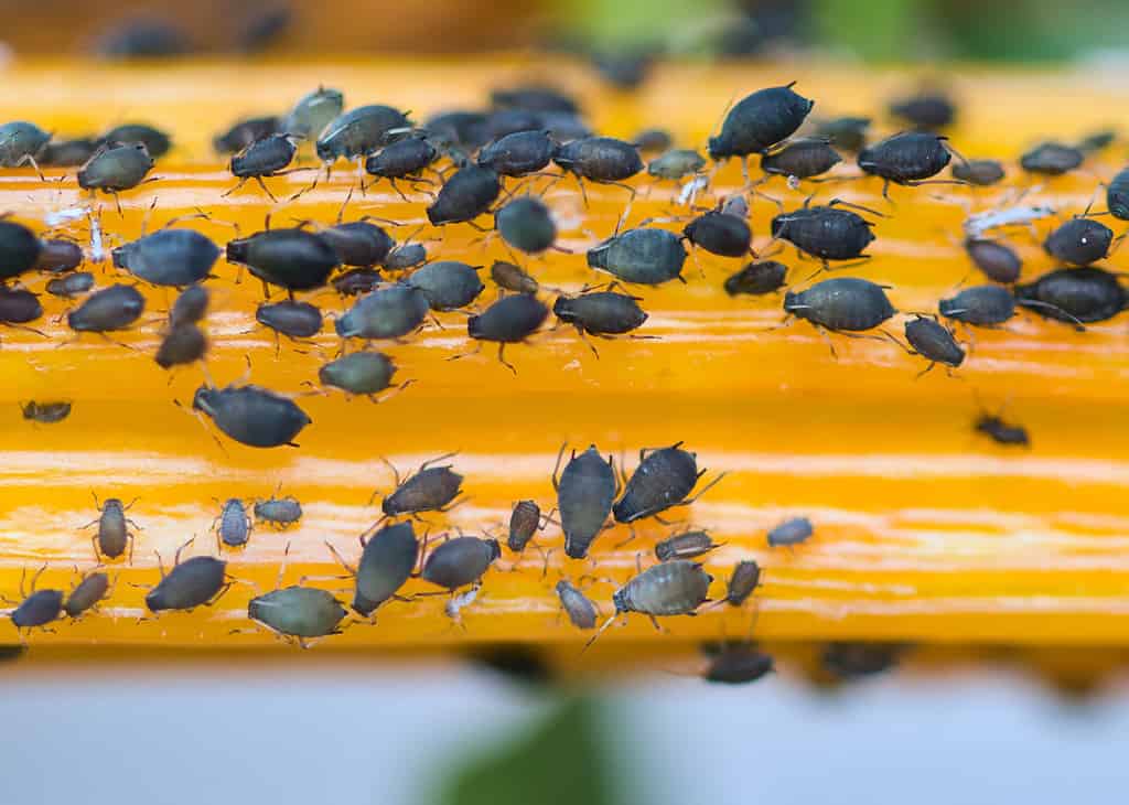 Black aphids